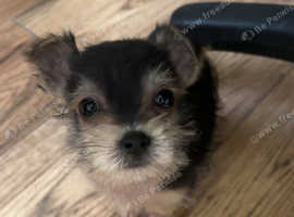 Tiny yorkie pup