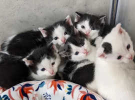 beautiful kittens need a home