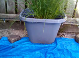 Variety of Potted Garden Plants For Sale, Plant Pots