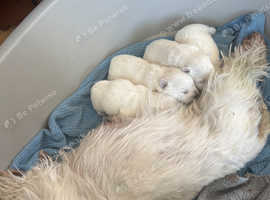 West Highland Terrier puppies for sale