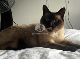 Lovely Siamese Boy Looking For A Forever Home In Welwyn Garden City Al7 ...