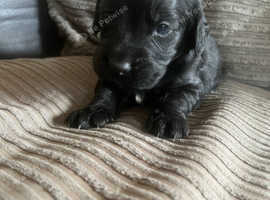 2 cocker spaniel puppies left