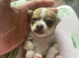 Tiny little chihuahua boy