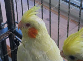 cockatiels fallow and whiteface male