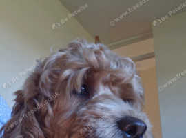 Red cockapoo 1 year old