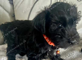 Schnauzool girl pup little beauty