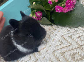 Netherland dwarvs