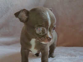 Dapple chihuahua store puppies for sale