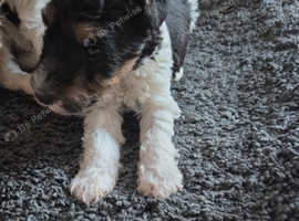 Fox terrier puppies (wire haired)