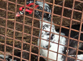 2 year old male moscovy duck for sale