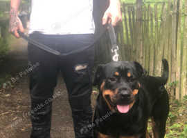 Rottweiler puppies for hot sale sale south east