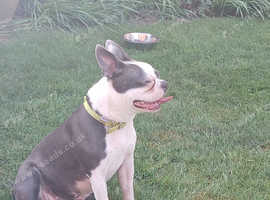 Blue Boston terrier