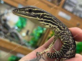 Argus Monitors (Varanus panoptes) at Birmingham Reptiles