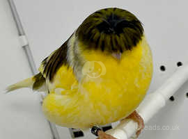 Beautiful Male Gloster Canary for sale