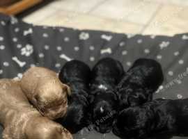 6 gorgeous and healthy F1 cockapoo puppies DAD IS PRA CLEAR