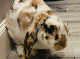 Looking to rehome 2 female rabbits