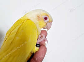 Gorgeous baby lutino conure