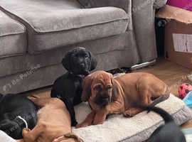 Cane corso puppies