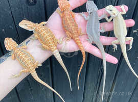 Various Bearded Dragon Morphs Available