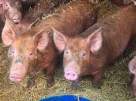 Tamworth weaners and store pigs