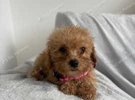 Apricot Poochon puppies