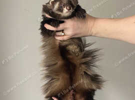 Pet ferret 2024 for sale