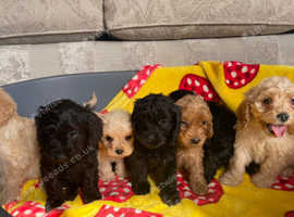 Cocapoo pups
