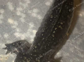 Axolotl Adults now looking for new homes