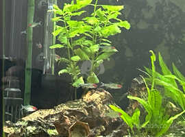 Rummy Nosed Tetras - Free to good home