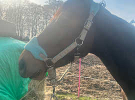 15.2hh TB