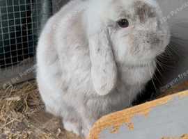 Mini Lop Buck