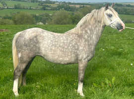 Stunning section A broodmare
