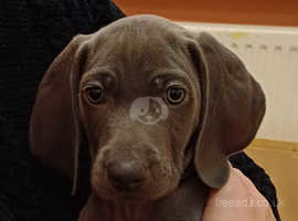 Weimaraner puppies cheap near me