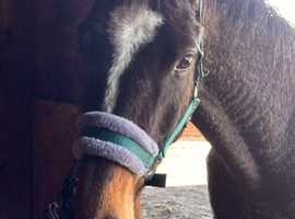 Mare with amazing bloodline