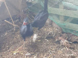 Asil,,,asel pullets