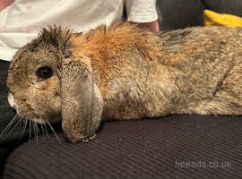 2 year old male rabbit