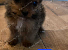 Jack Russell X Norfolk Terrier puppies