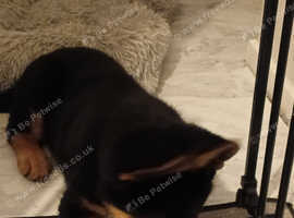 German shepard