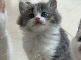 Amazing British longhair/shorthair blue eyes kittens