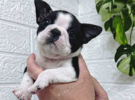 7 beautiful Boston kc Terriers puppies
