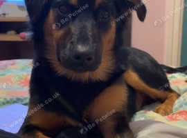 Beautiful, sweet Huntaway-X teenager