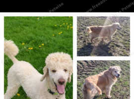 1 BOY LEFT ,  HEALTH TESTED GOLDENDOODLE