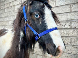 Super Sweet Cob Colt to make 13.2