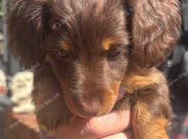 Kc Beautiful miniature Dachshunds
