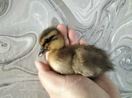 Single call duckling