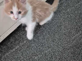 Maine coon male