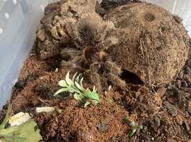 Aphonopelma chalcodes (Arizona Blonde tarantula) for sale