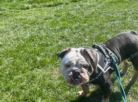 English bulldog for rehoming