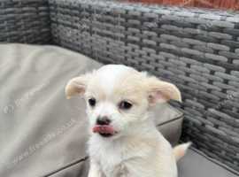 Chihuahua puppies