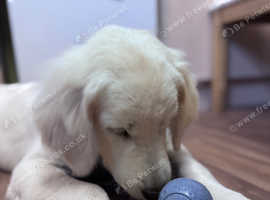 Show type female golden retriever
